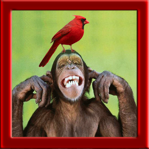 Cardinal Monkey Mind